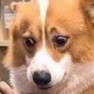 Meet your Posher, Ellen